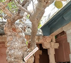 Sthala Vruksham - Jackfruit tree (2)