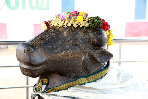8c.Sri Nandhikeshwar in marriage mood