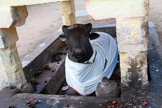 7b. Big Nandhi at the first entrance path