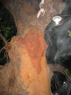 Formation of conch (sangu) in the sthala vruksham