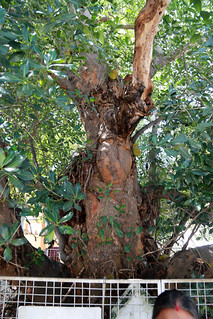 13b. Changu mark on the jackfruit tree