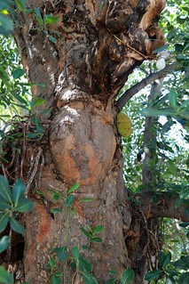13c. Changu mark on the jackfruit tree