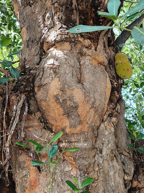 13d. Changu mark on the jackfruit tree