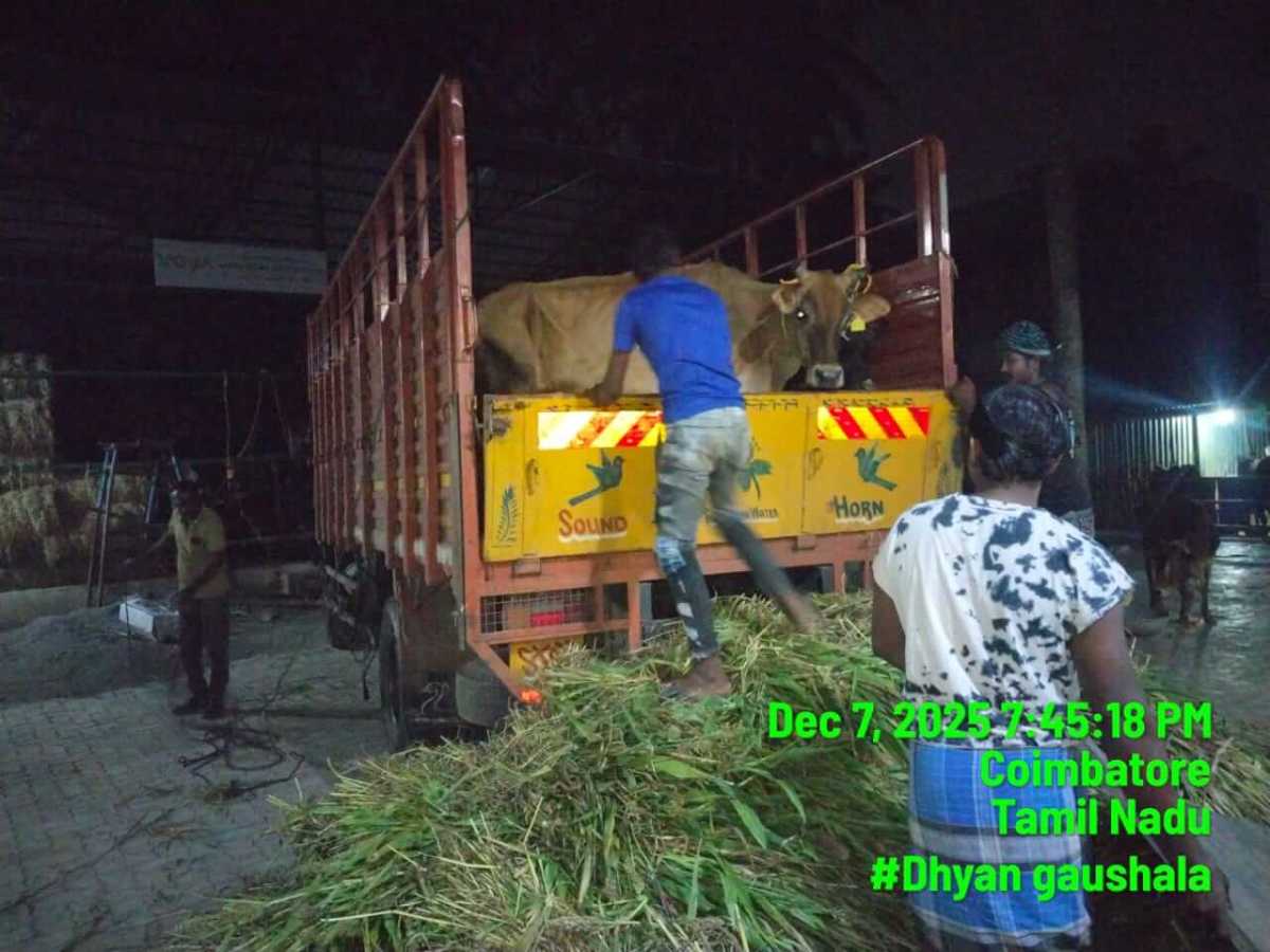 All 18 Cow Rescued – Sage of Kanchi