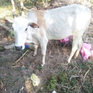 Need to Rescue 19 Cows from Naduvur Cattle Farm – Sage of Kanchi