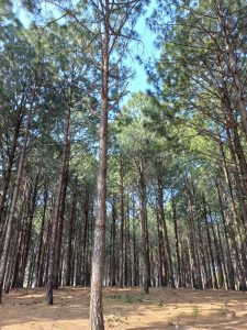 Netarhat tour- journey to visit “Queen of Chotanagpur,” a beautiful hill station in Jharkhand